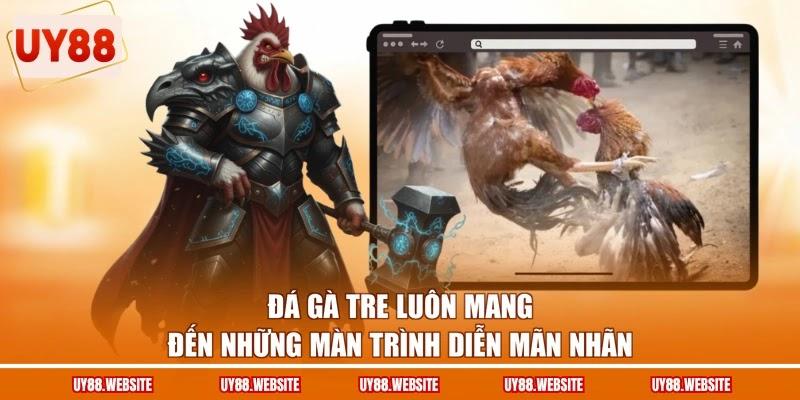 Đá gà tre luôn mang đến những màn trình diễn mãn nhãn